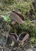 chřapáč Quéletův (Houby), Helvella queletii (Fungi)